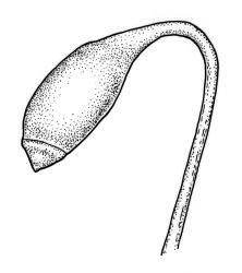 Rosulabryum billardierei, capsule with operculum. Drawn from W. Bell s.n., Jan. 1889, CHR 517730.
 Image: R.C. Wagstaff © Landcare Research 2015 
